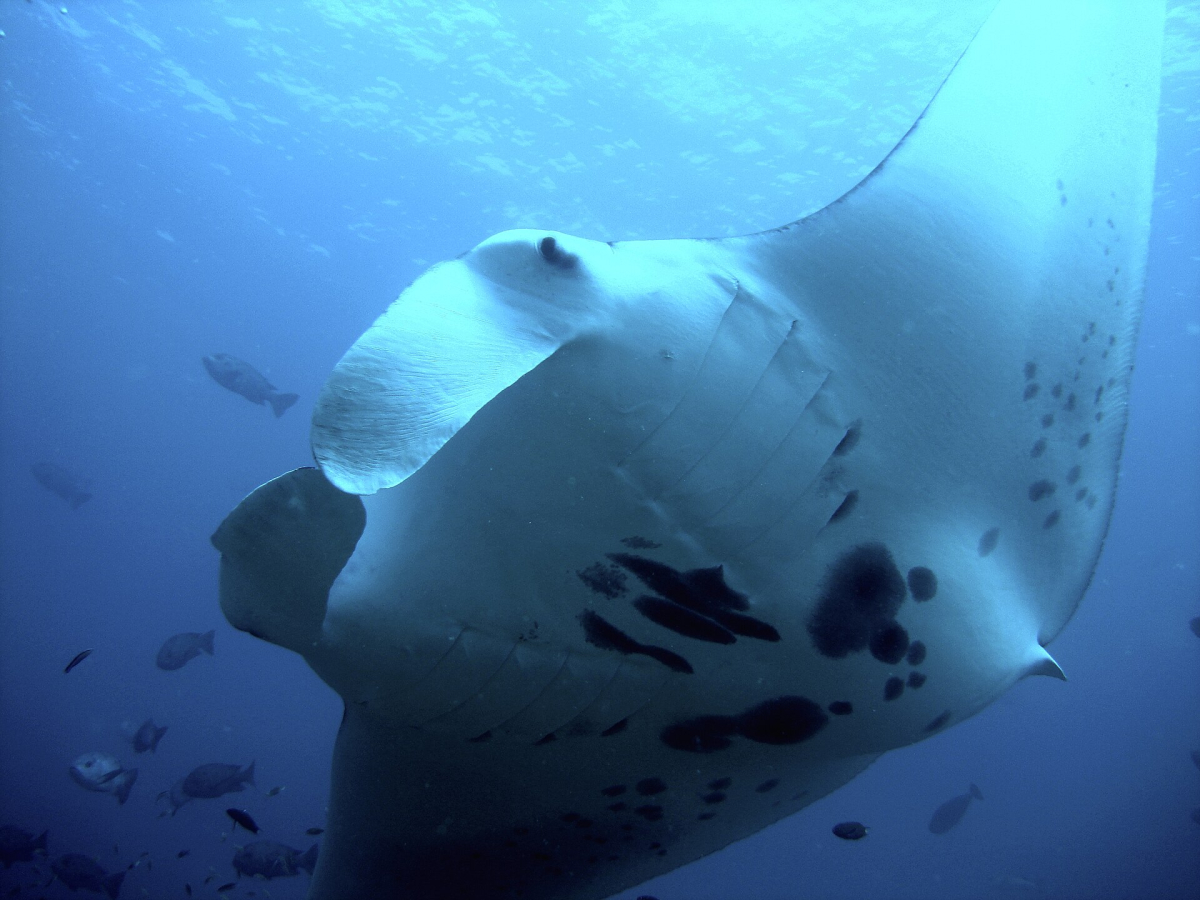 A reef manta ray at Fushivaru Thila in Lhaviyani Atoll A reef manta ray at Fushivaru Thila in Lhaviyani Atoll