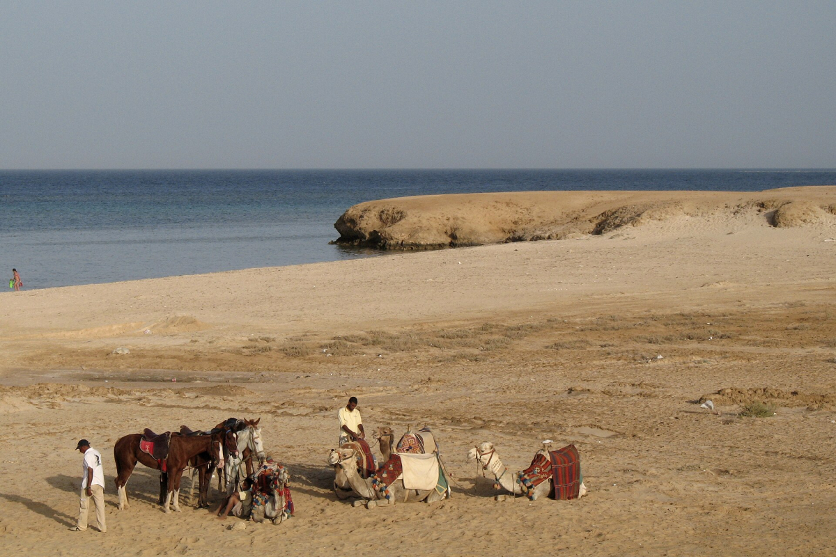 Camels on a beach near Port Ghalib Camels on a beach near Port Ghalib