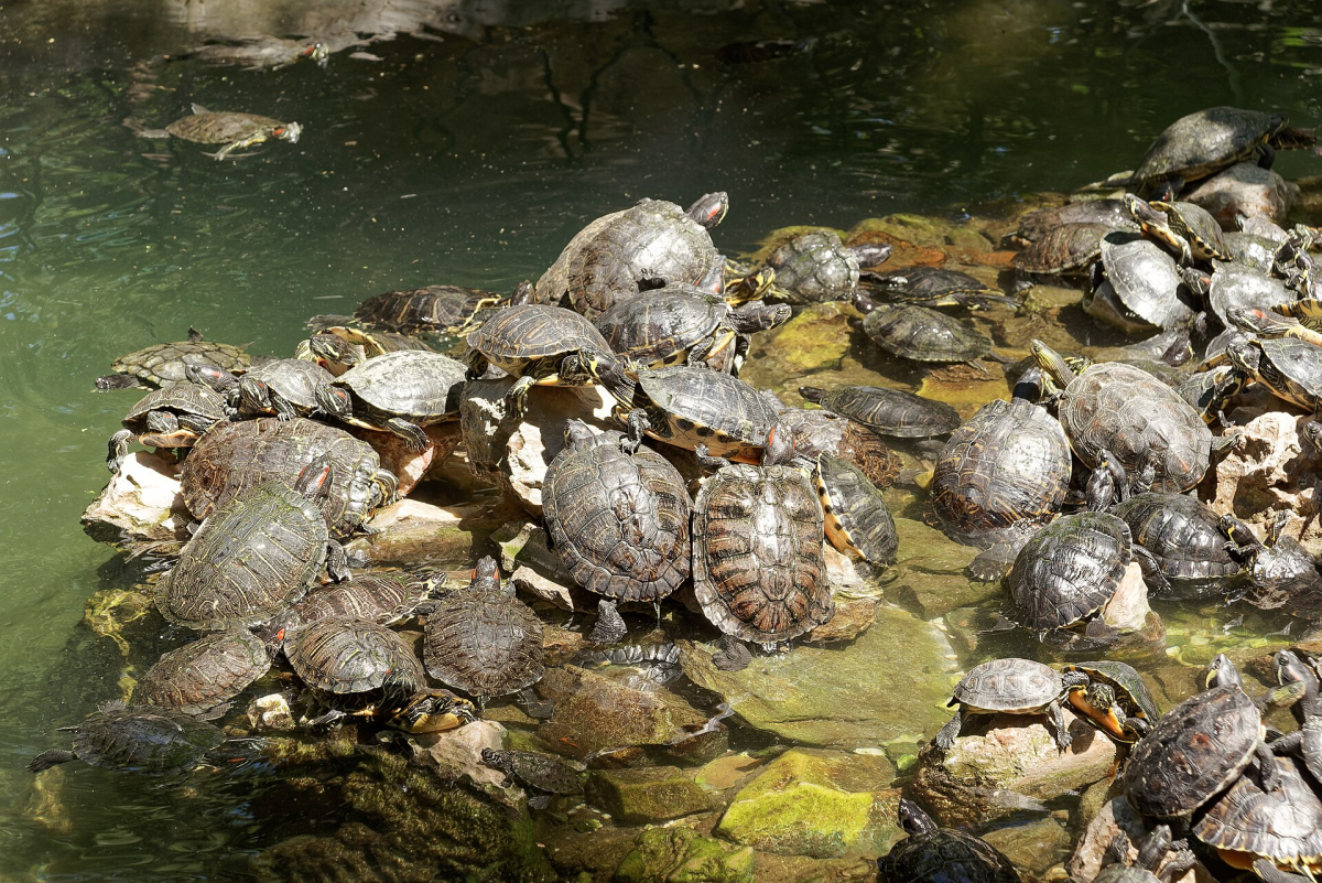 The National Garden’s turtle pond. The National Garden’s turtle pond.