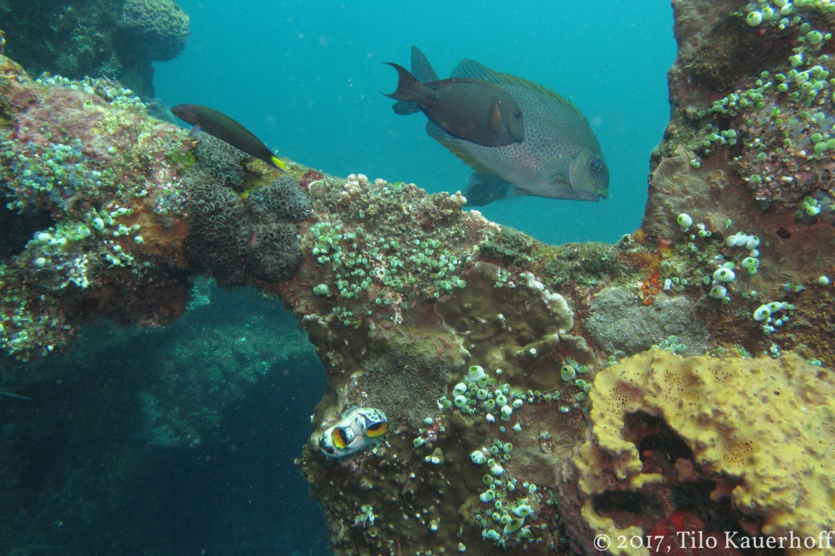 An underwater scene photographed at Tulamben. An underwater scene photographed at Tulamben
