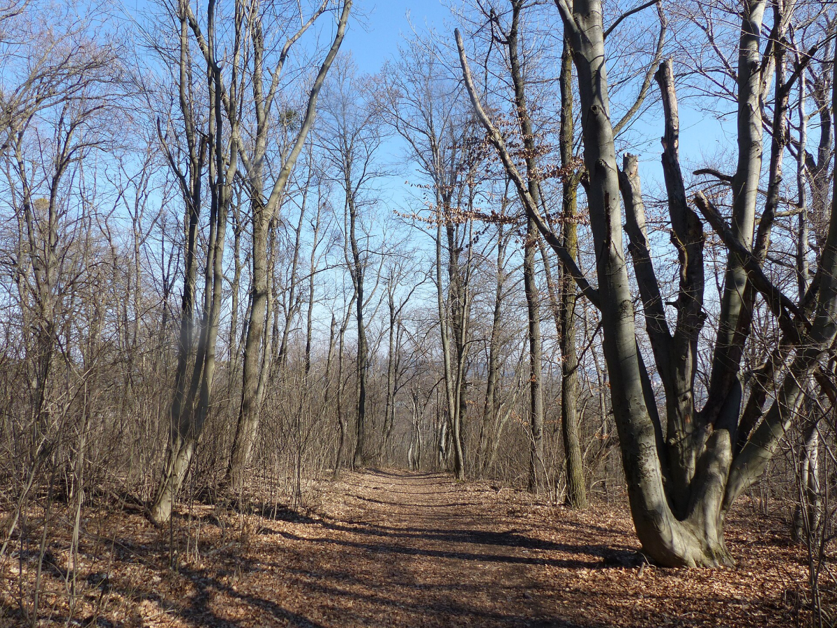Forest path at Normafa in the Buda Hills