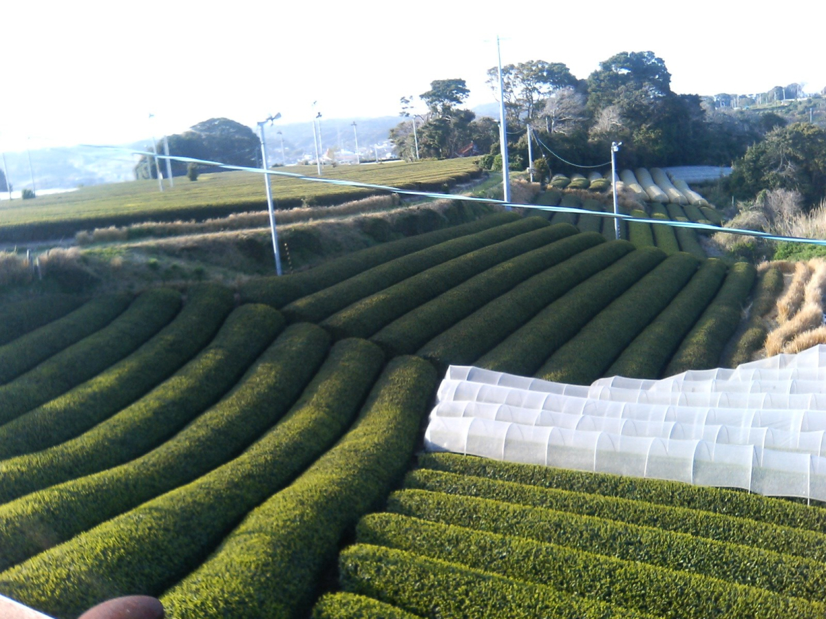 Tea fields in Shizuoka