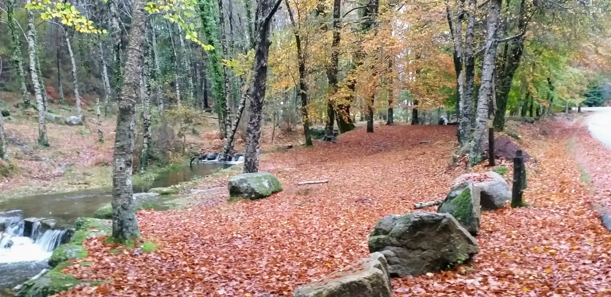 Autumn woodland and stones in Peneda-Gerês National Park