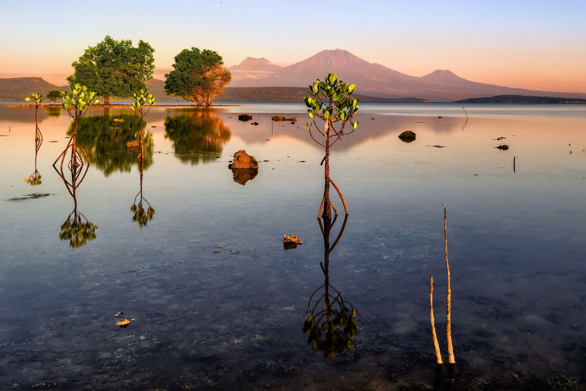 Mangrove and coastal landscapes in West Bali National Park