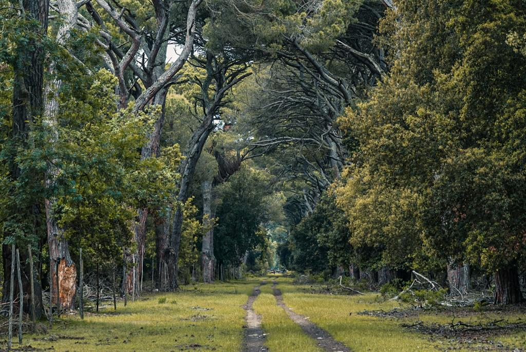 Woodland in the San Rossore Estate; permitted routes depend on the park’s zones.
