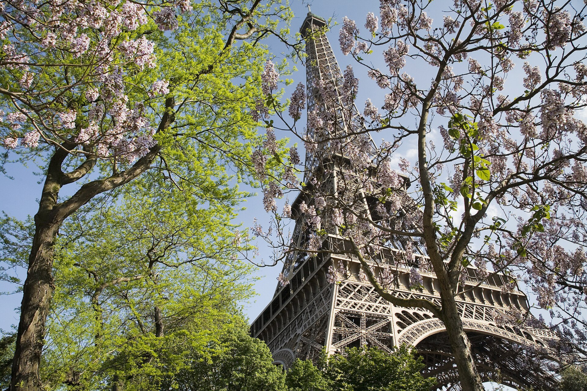 The Eiffel Tower framed by spring trees.