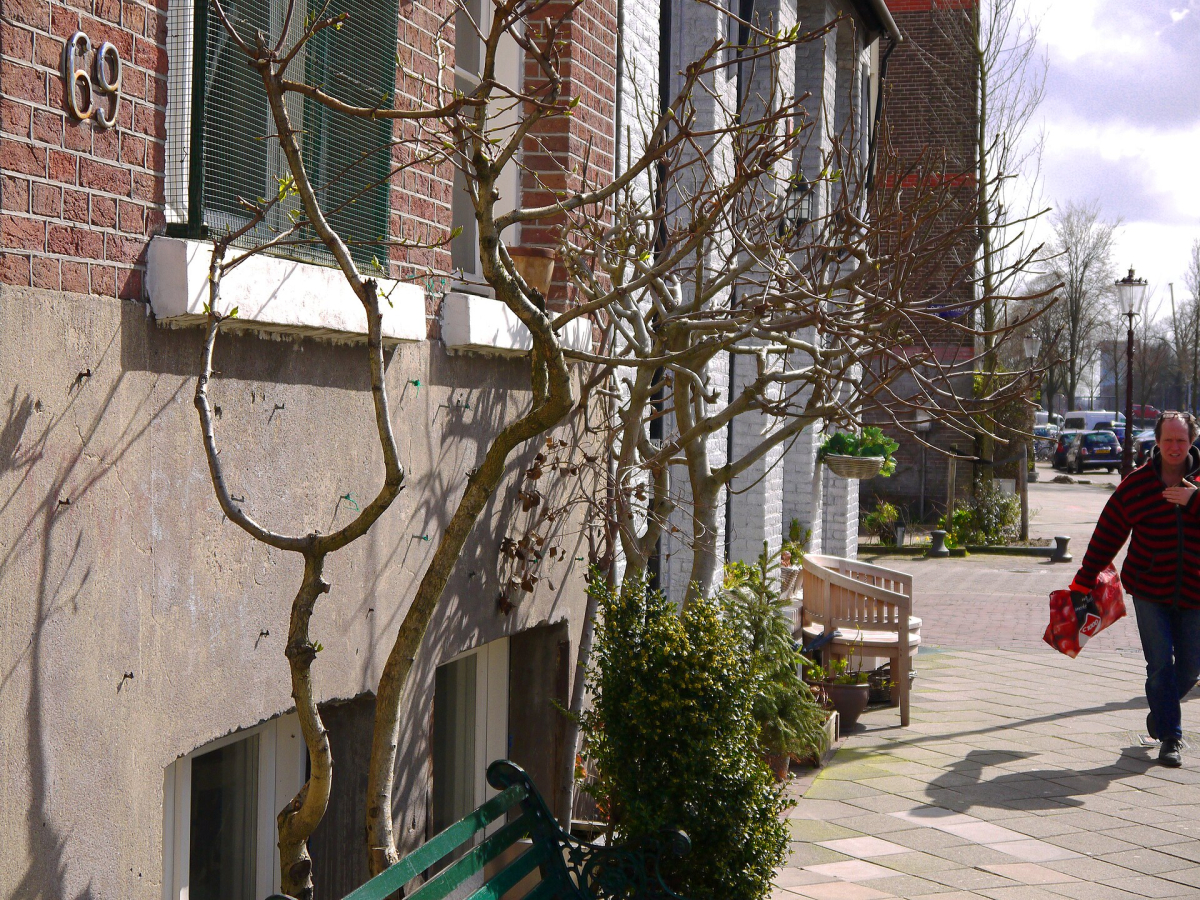 A residential pavement and façade gardens in De Pijp. A residential pavement and façade gardens in De Pijp.