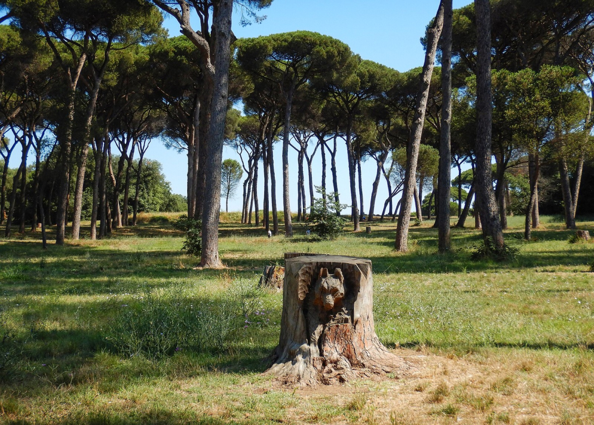Pine trees and paths in Villa Doria Pamphilj