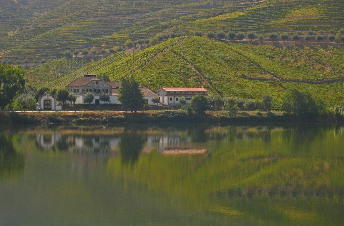 Vineyard slopes beside the Douro River Vineyard slopes beside the Douro River