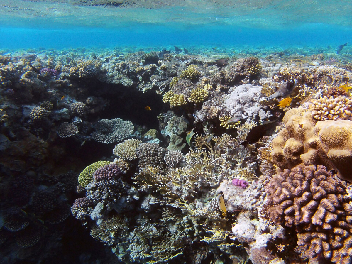Coral reef underwater in Ras Mohammed National Park Coral reef underwater in Ras Mohammed National Park
