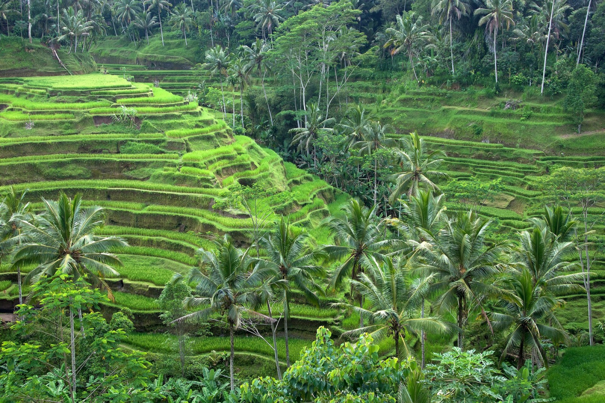 The stepped rice fields at Tegallalang near Ubud
