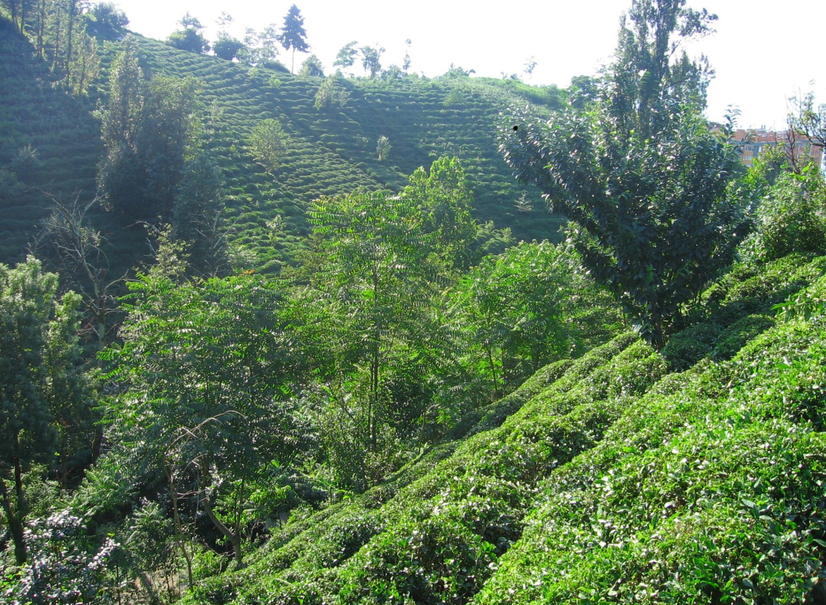 Green tea gardens covering a hillside near Rize