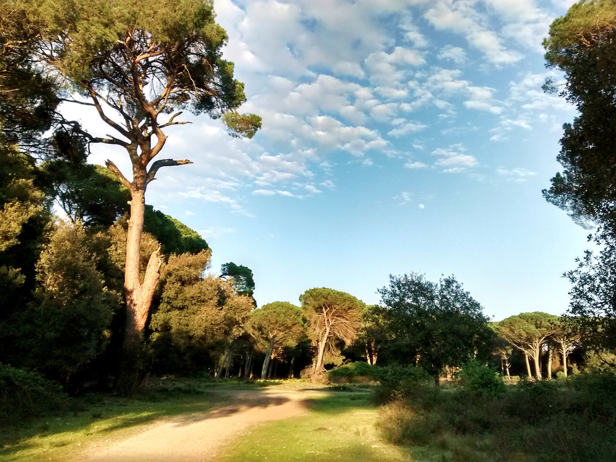 The wooded landscape of the San Rossore Estate.