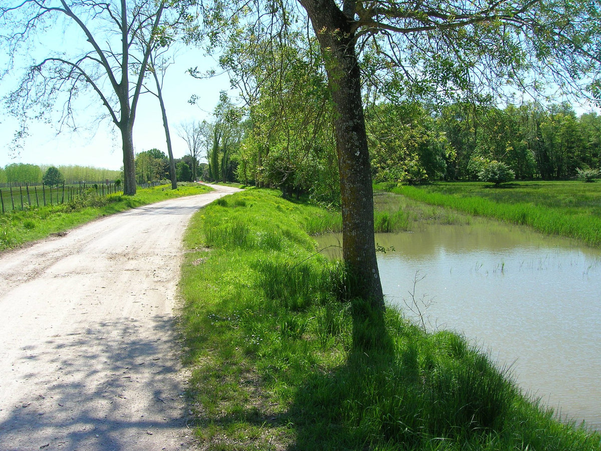 San Rossore woodland; follow the estate’s current zone and trail rules.