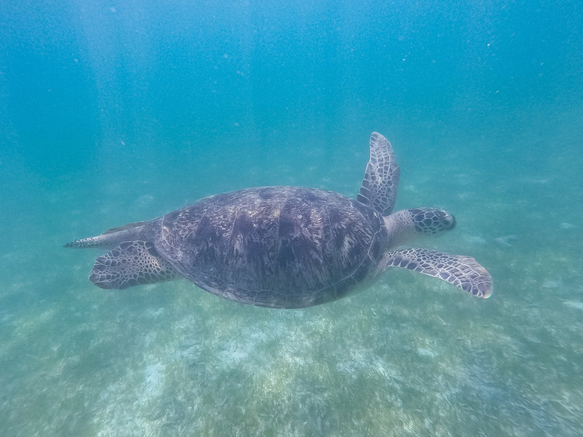 A sea turtle photographed in the Maldives A sea turtle photographed in the Maldives