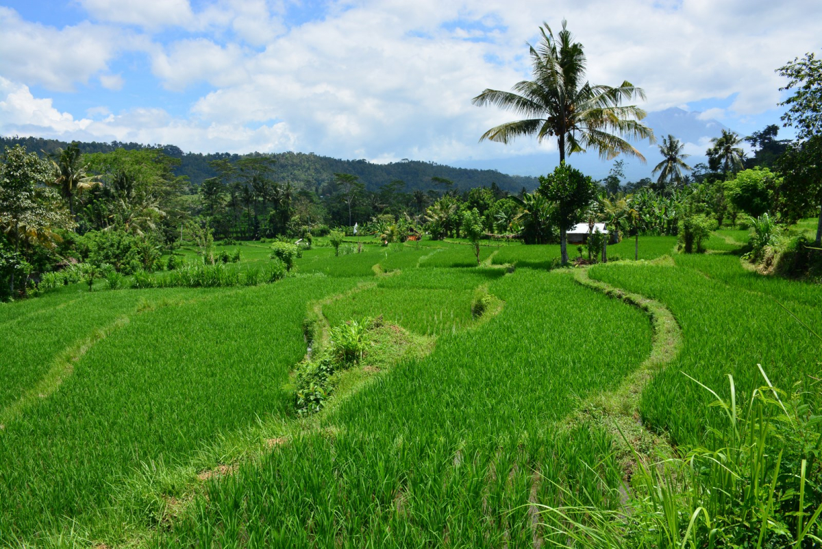 Rice fields in the Sidemen countryside. Rice fields in the Sidemen countryside