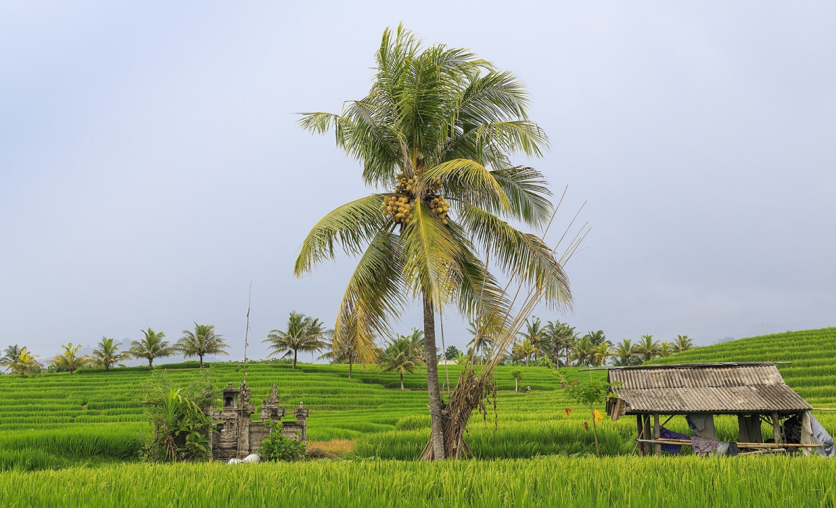 Rice terraces in the Jatiluwih area of Tabanan. Rice terraces in the Jatiluwih area of Tabanan
