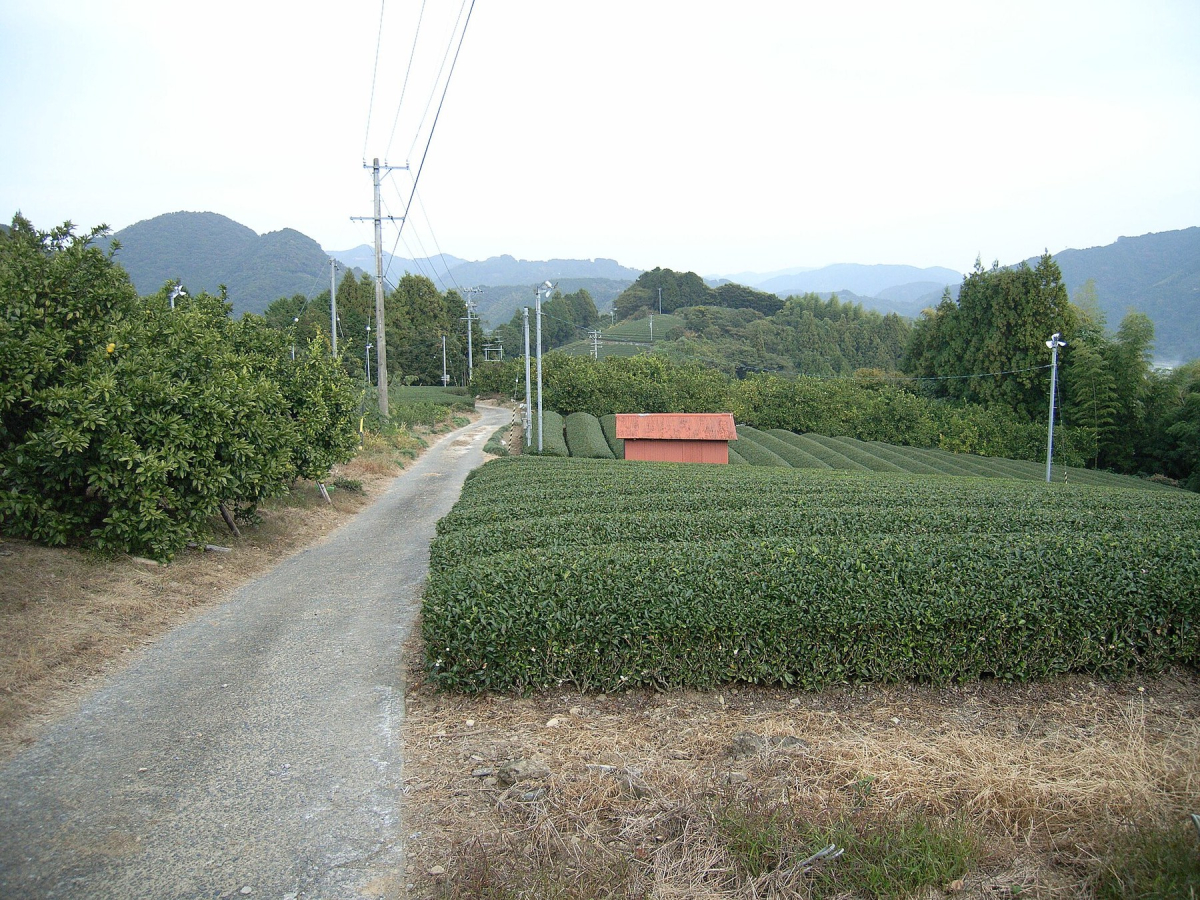 A tea-growing landscape in Shizuoka A tea-growing landscape in Shizuoka