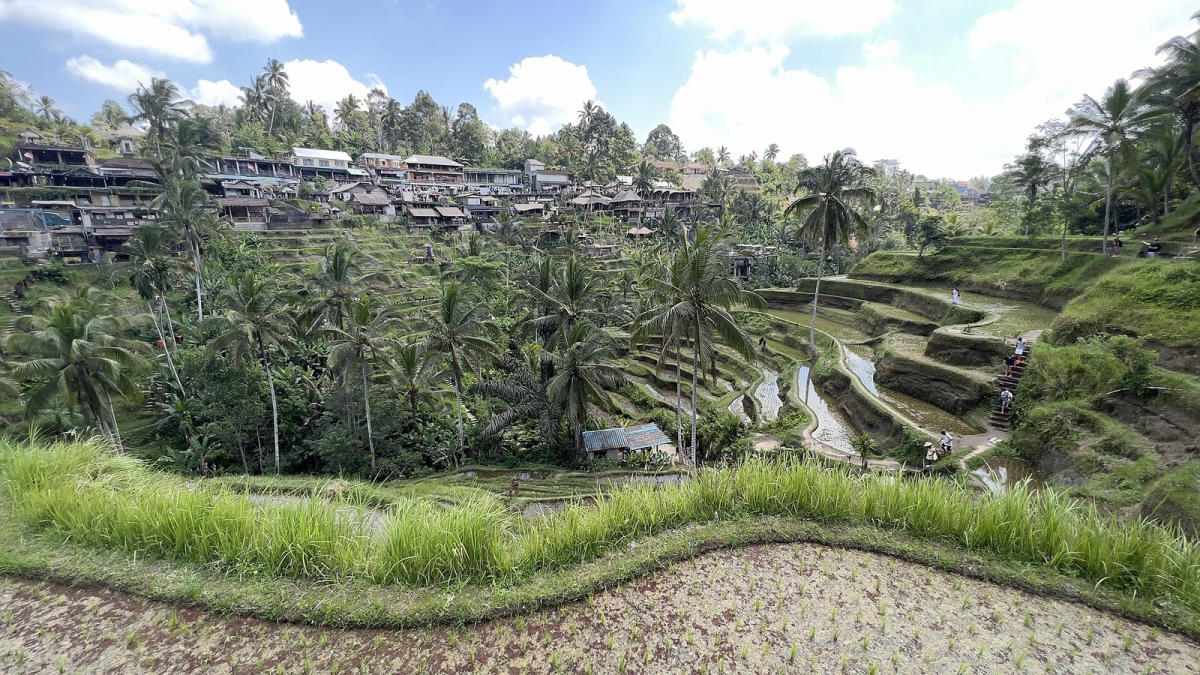 Rice terraces at Tegallalang. Seasonal conditions vary. Rice terraces at Tegallalang