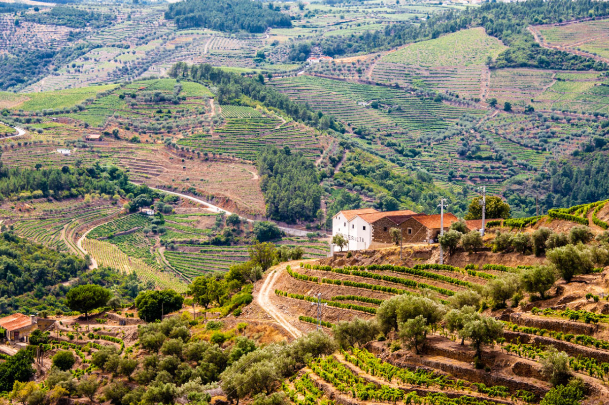 Terraced vineyards and the Douro Valley landscape