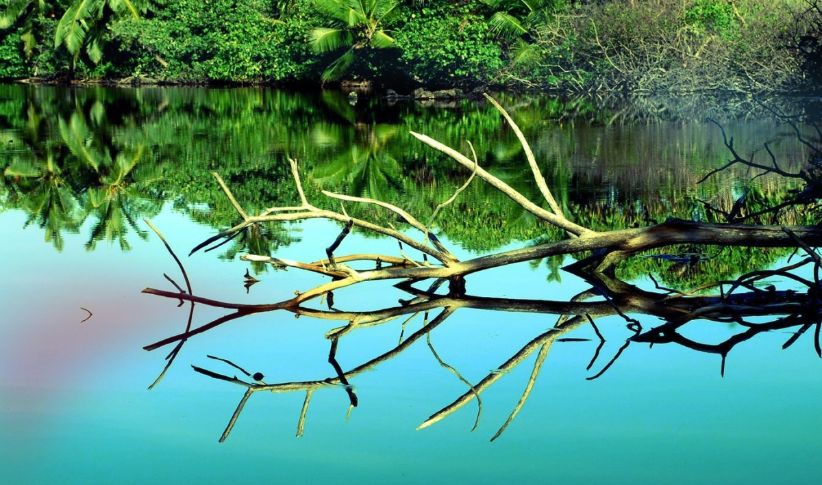 Reflections on a wetland in Addu, photographed in 2007 Reflections on a wetland in Addu, photographed in 2007