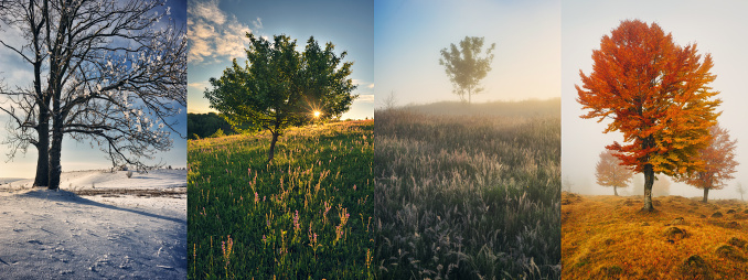 Ukraine landscape during four seasons