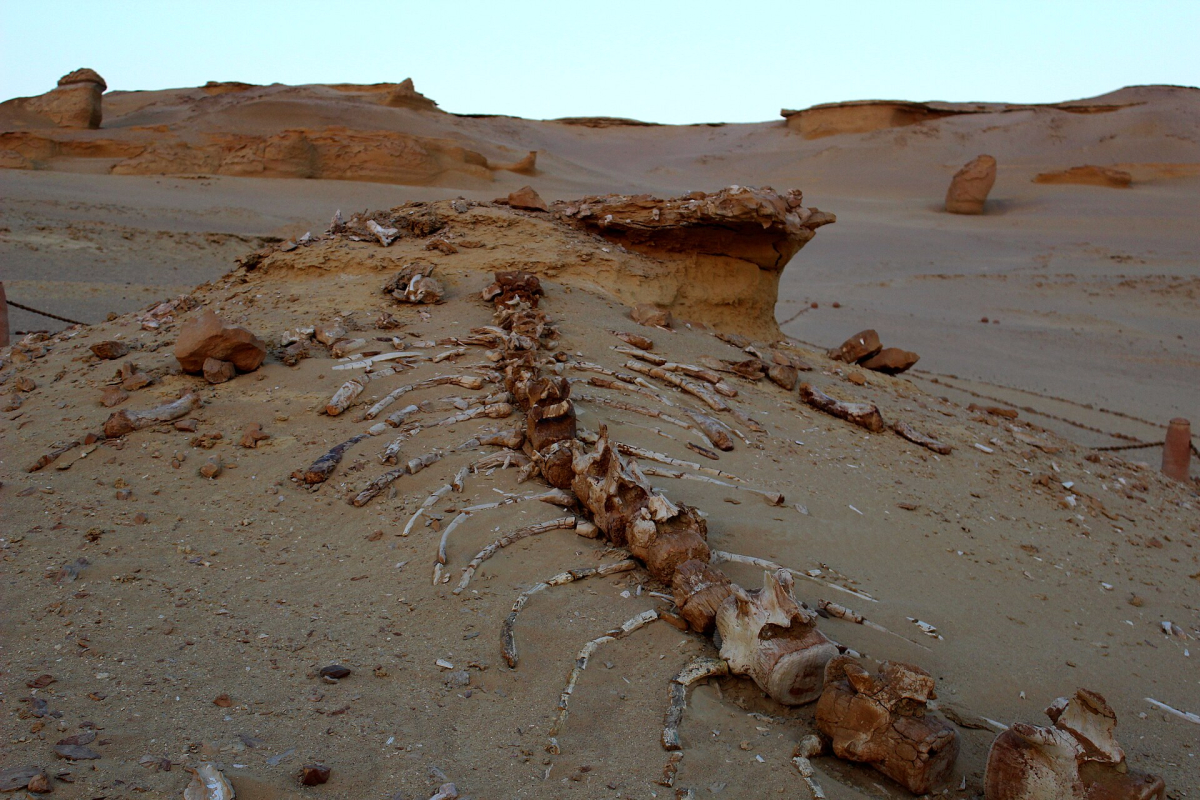 Whale skeleton displayed in the desert at Wadi Al Hitan Whale skeleton displayed in the desert at Wadi Al Hitan