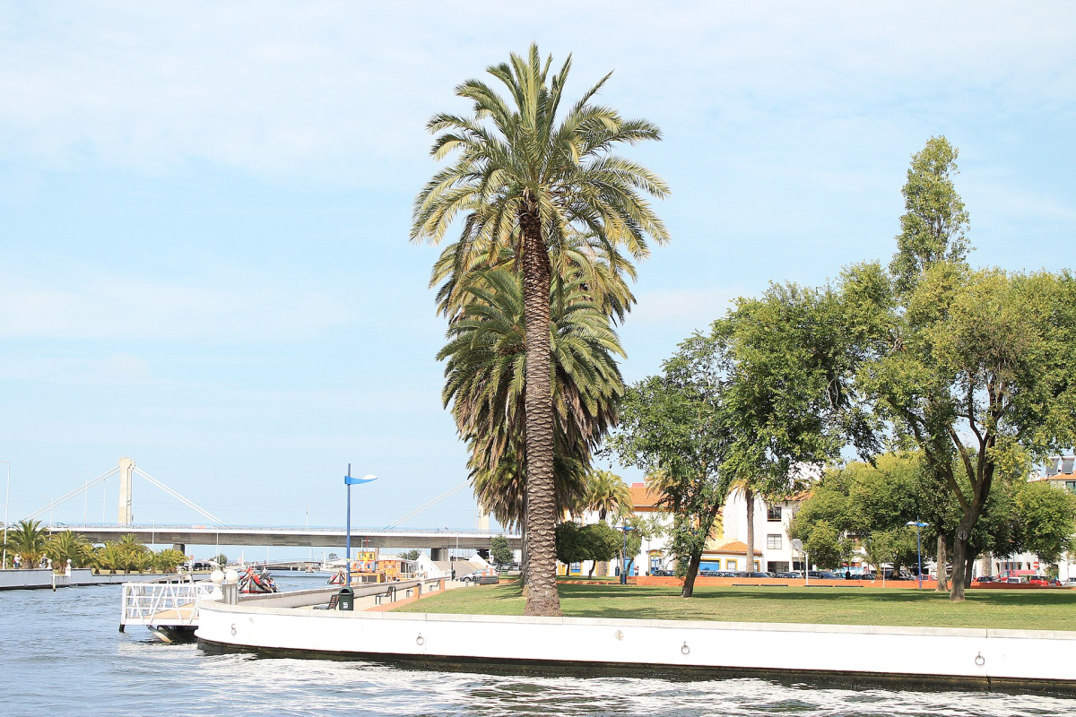 Palm trees and waterfront public space in Aveiro