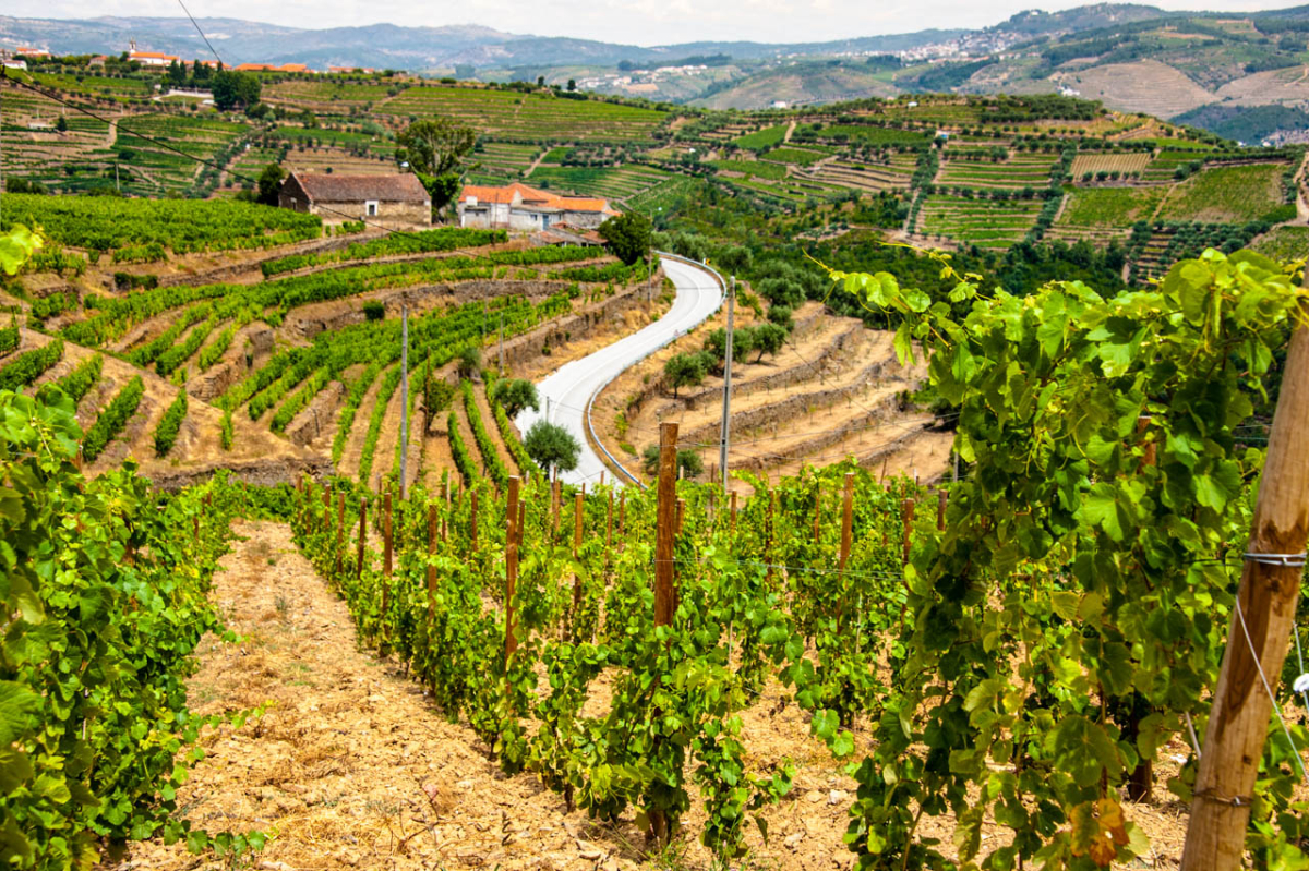 A winding track between Douro vineyard terraces