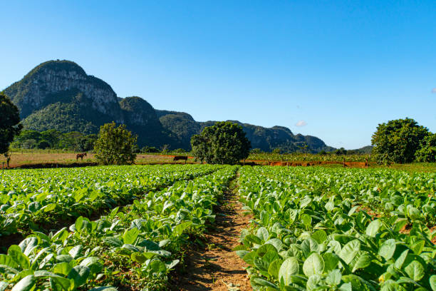 Viñales Valley with tobacco fields