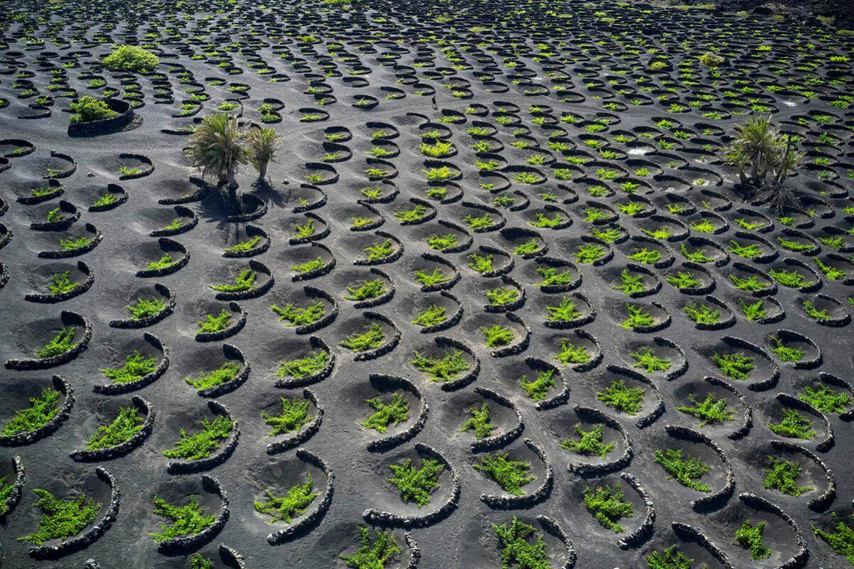Volcanic vineyards of La Geria region in Lanzarote