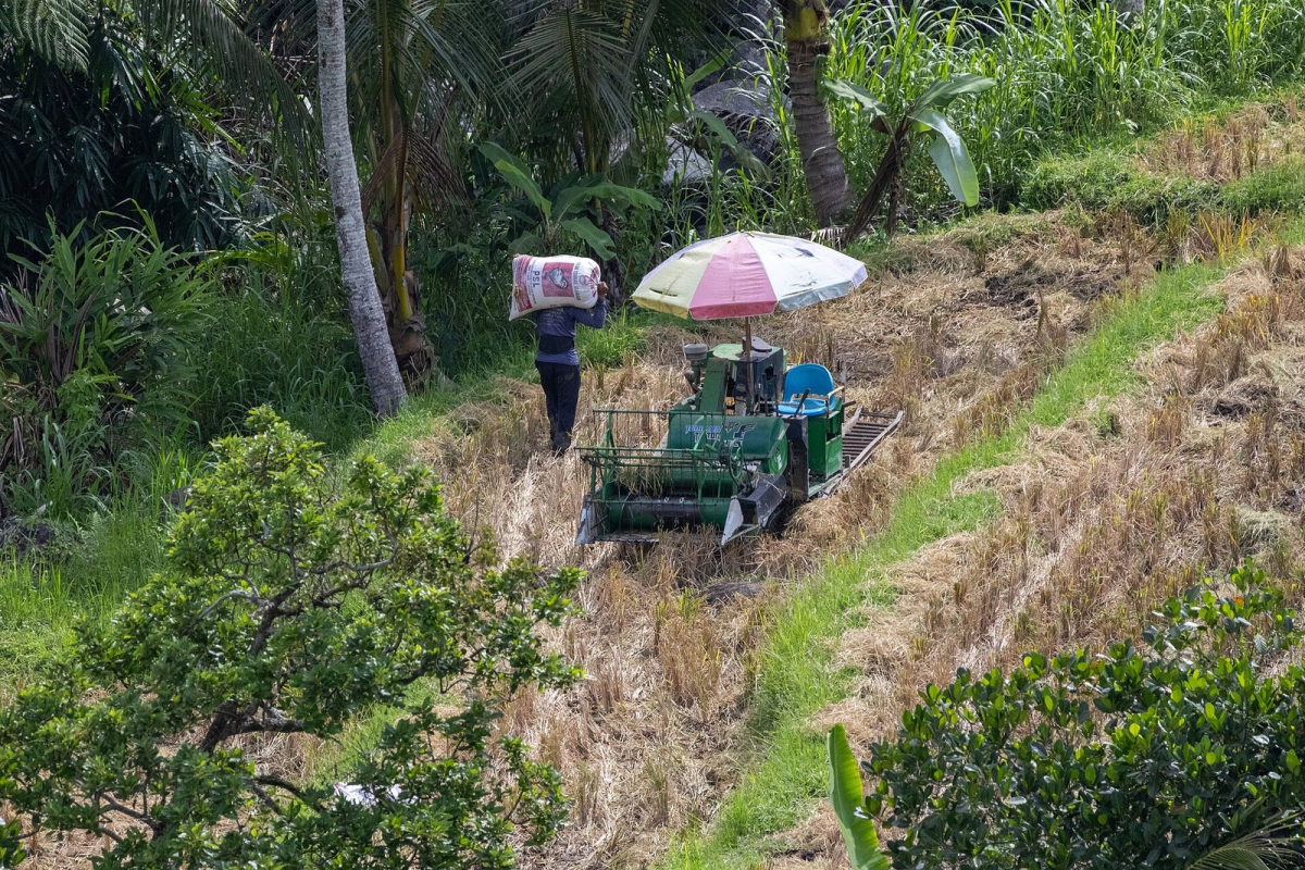 Rice harvesting at Jatiluwih