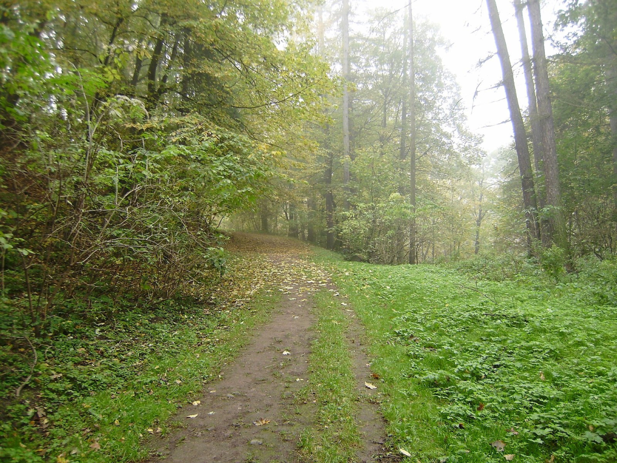 Green woodland path in Lviv’s Zalizna Voda park in October 2008