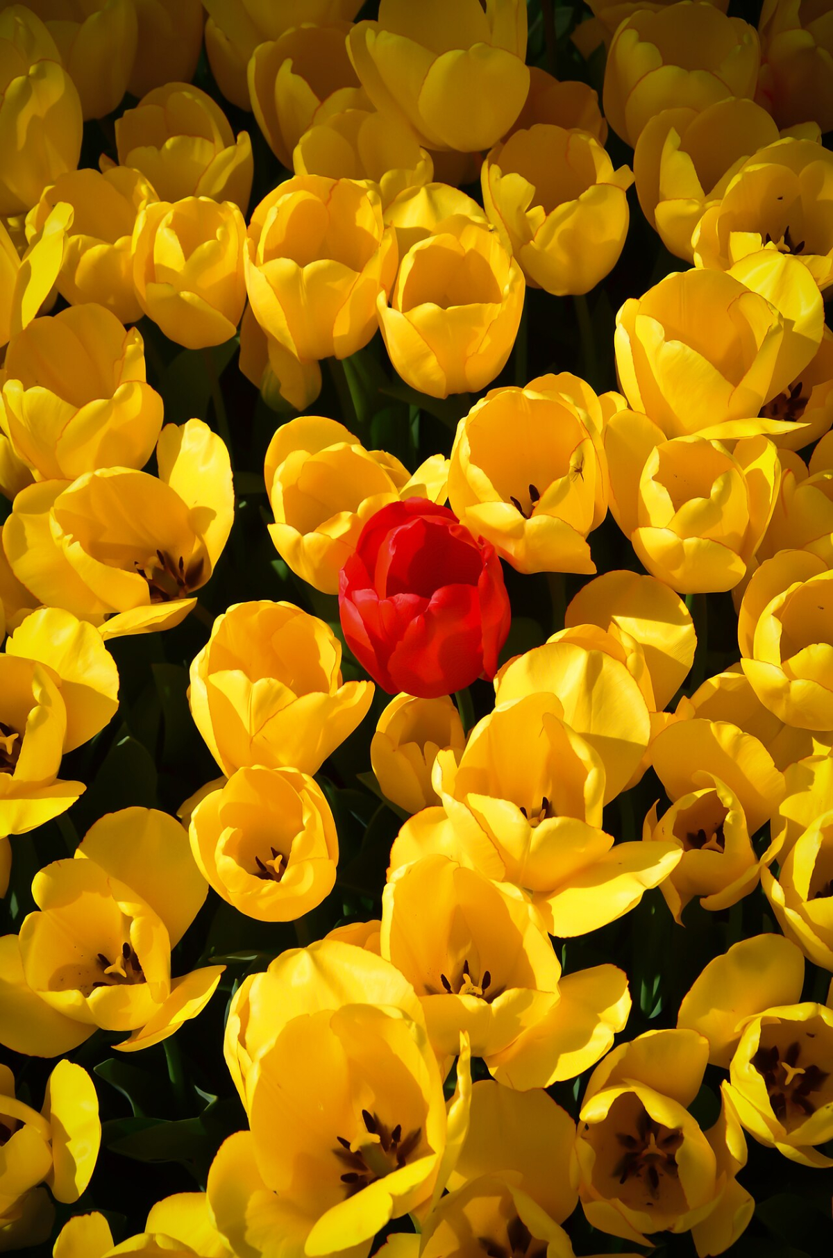 Yellow tulips surrounding a red tulip at the Gülhane Tulip Festival in Istanbul
