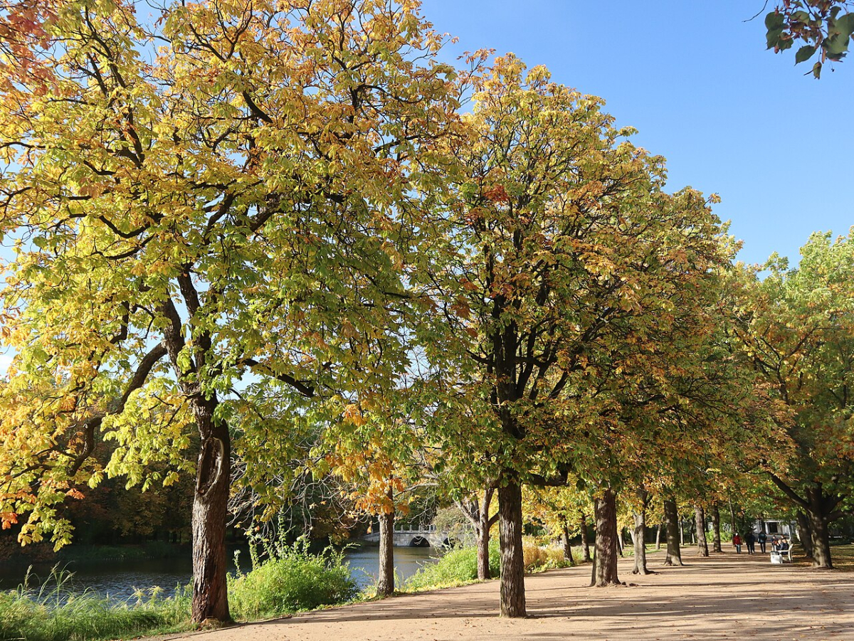 Tree-lined path in Warsaw’s Łazienki Park