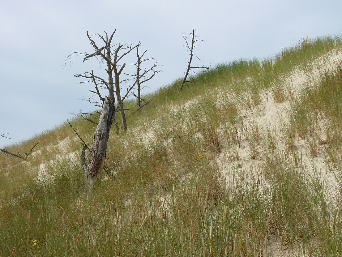 Tree and sand in Słowiński’s dune landscape