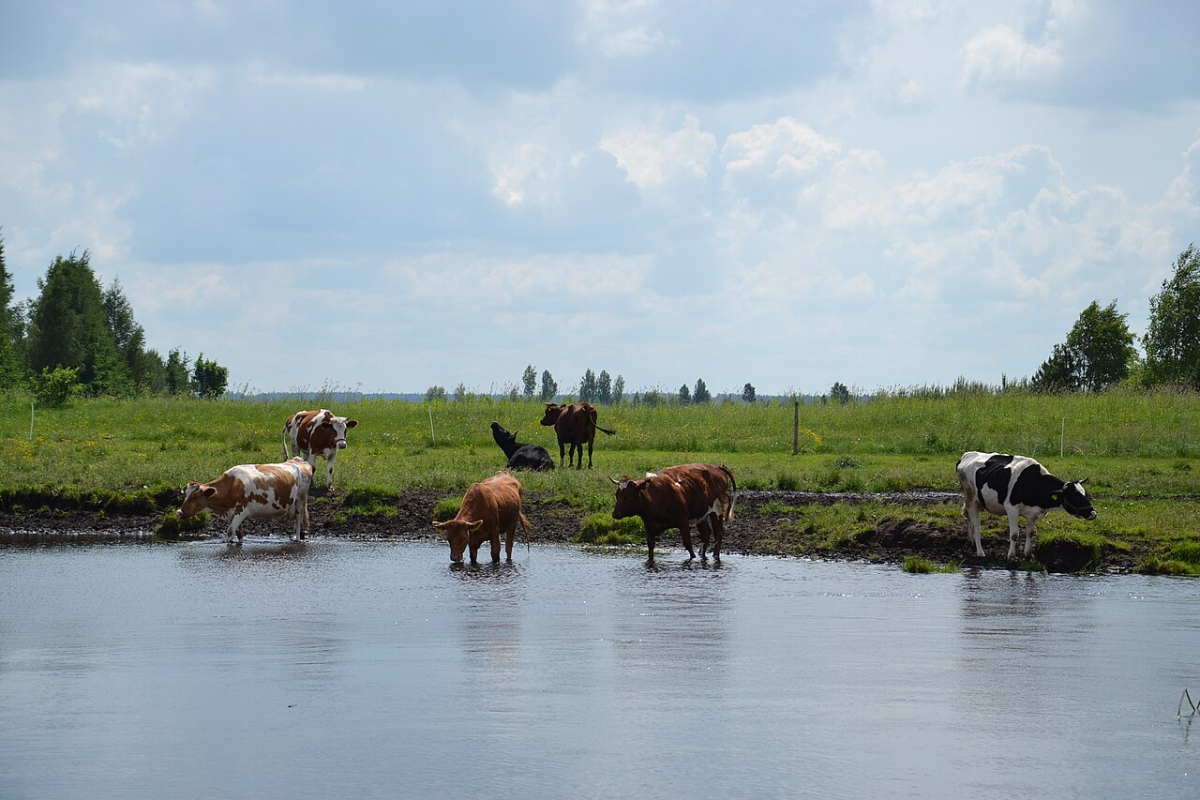 Wetland landscape with grazing animals near the Biebrza