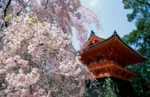 Cherry blossoms, Yoshino Mountain, Japan