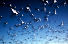 Witnessing the daily migration of bats from Carlsbad Caverns, New Mexico