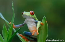 Red Eyed Tree Frog