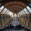 Blue whale skeleton beneath the vaulted roof of Hintze Hall at London’s Natural History Museum