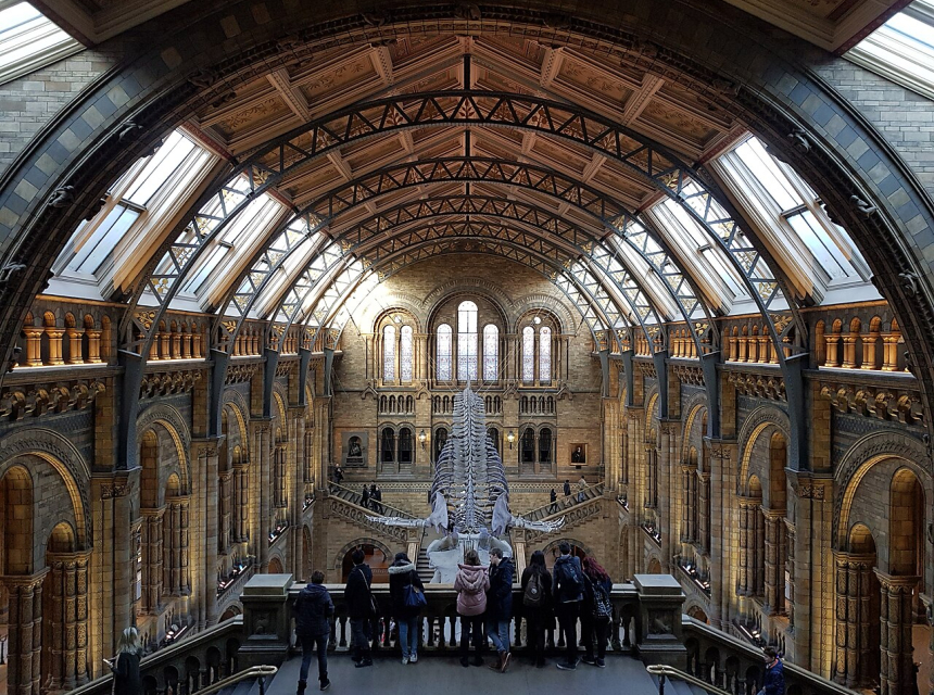 Blue whale skeleton beneath the vaulted roof of Hintze Hall at London’s Natural History Museum